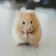 スズメの画像