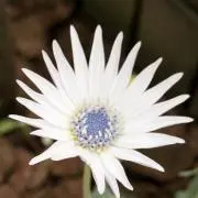 Flower & Herbの画像
