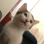 かなの画像