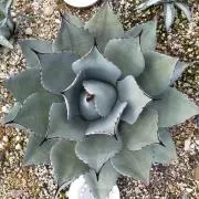 まーの画像