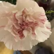 デコメの画像