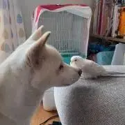 えりさく