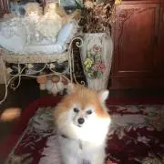 キャンディの画像