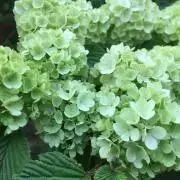 Minの画像