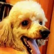 ぴぴ
