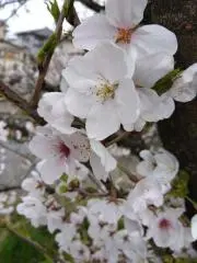 みんみんの画像