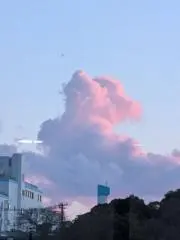 猫の画像