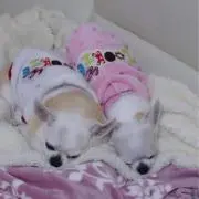 チワワの画像