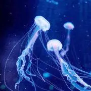 monoの画像