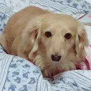 あんず