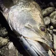 まするーとの画像