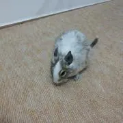 チュラさん