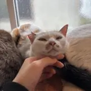 らららの画像