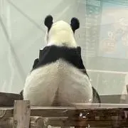 パンダ大好きの画像