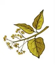 Ｂｈｕｎ