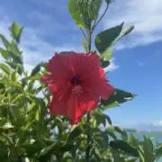 ❤︎