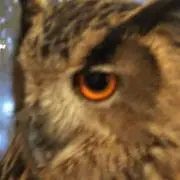 てんてん
