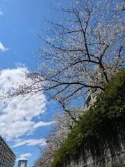 ハチ（値下げ依頼承ります）