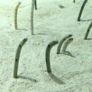 ちんあなご