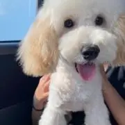 にしえり