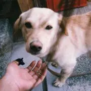 Izubrina