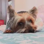 もももの画像