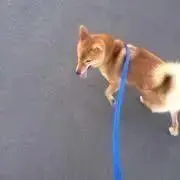 SNOOPYの画像