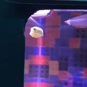 しゅん