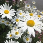 よしぎゅうの画像