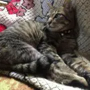 ふくちゃんの画像