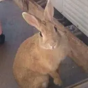 みるぴょん