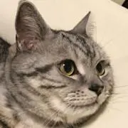 Totu