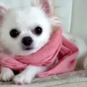 yoppyの画像