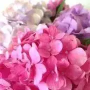 mercalinto♪の画像