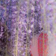 花屋敷/購入前コメント必須！！！の画像