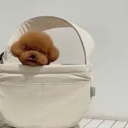 ペコりんの画像