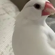 てつの画像