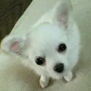 はな