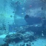 しゅー