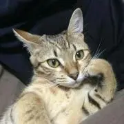すのぶ