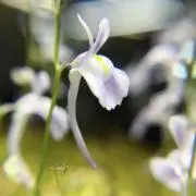 monkの画像