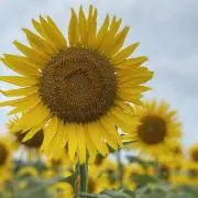 sun❤︎プロフ必読お願いしますの画像