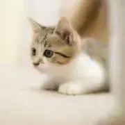 くすのきの画像