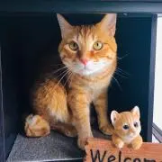 茶々