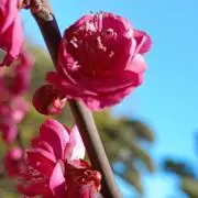紅梅の画像