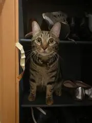 よしの画像