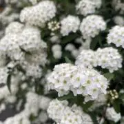しろさん 土日発送の画像