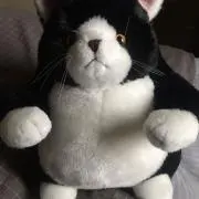 Nekomaruの画像