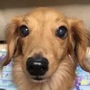 はな
