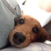 みよし